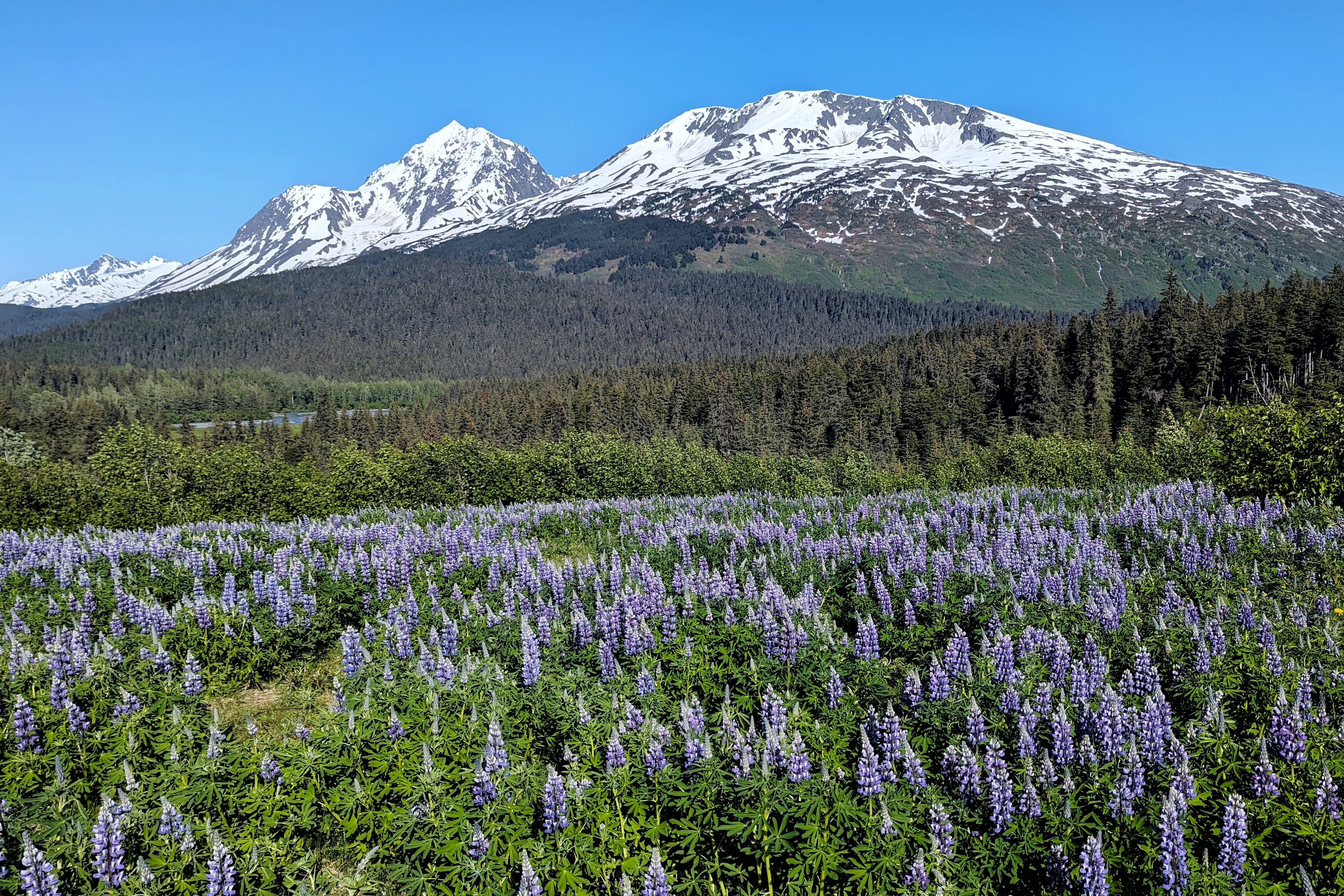 Lupins sauvages sur la péninsule de Kenai